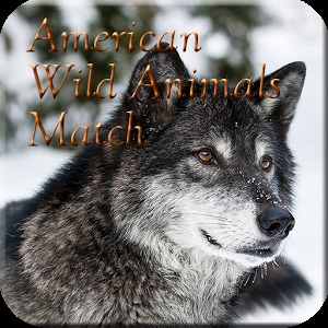 American Wild Animals Match