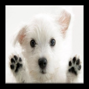 Cute Dogs, Puppies Jigsaw Game