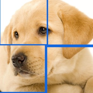 Puzzles in English: Animals