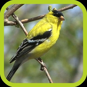 Save Birds Are Angry