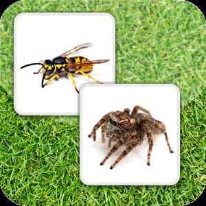 Insect Memory Game