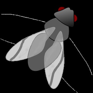 Fly Escape