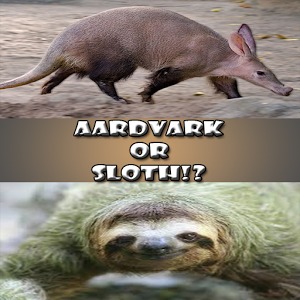 Aardvark or Sloth!?