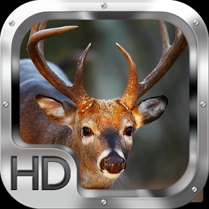 Whitetail Deer Adventure