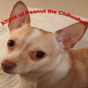 Attack of Peanut the Chihuahua