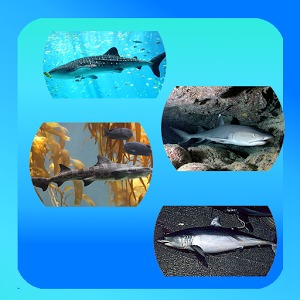 Sharks Picture Quiz