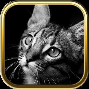 Free Cute Cats Puzzles