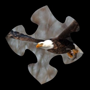 Bird Jigsaw Puzzles