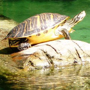 海洋生物拼图游戏