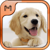 Dog Breeds Quiz HD在哪下载