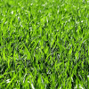 Grass Growing