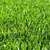 Grass Growing怎么安装