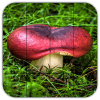 Tile Puzzles · Mushrooms