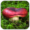 Tile Puzzles · Mushrooms无法打开