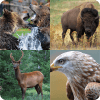 guess the animal : for kids