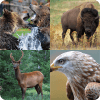 guess the animal : for kids最新安卓下载