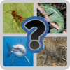 Best Animals Quiz