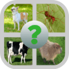 Animals Quiz - Tiles