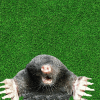 Whac A Mole