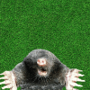 Whac A Mole版本更新