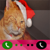Call From Pretty Cat