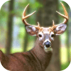 Forest Stag Hunt 3d: Deer Hunting Game Free 2018在哪下载