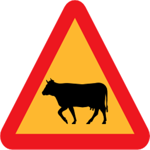 Vache Taureau