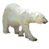 Polar Bear Maze如何升级版本