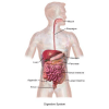 Gastric juice quiz