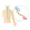 Nervous system quiz中文版下载