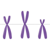 Chromosomes and DNA quiz免费下载