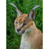 caracal quiz