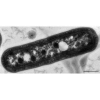 Bacteria cell parts quiz怎么下载到电脑