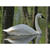 Whistling swan quiz