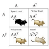 Alleles quiz如何升级版本