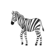 How to Draw a Zebra