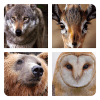 Guess The Animal Pics