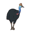 How to Draw a Cassowary