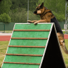 警犬训练辛2015