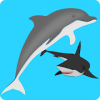 Dolphin Adventure