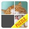 Cats of Puzzles: Free Sliding Puzzle Game