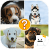 Guess Dogs Breed on photos无法打开