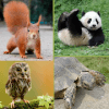 Zoopedia: animal quiz with beautiful animal photos
