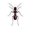 Ant Destroyer