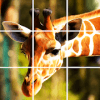 Animal And Birds Jigsaw Puzzles下载地址