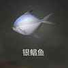 明日之后銀鯧魚在哪釣 銀鯧魚<a linkid=139734><a linkid=139734>釣魚</a></a>位置介紹