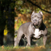 Pitbull Dogs Breed Jigsaw New Puzzles终极版下载