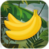 Catch bananas and put in your pockets!手机版下载