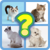 Guess Little Kitten官方下载