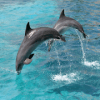 Dolphins Quiz版本更新